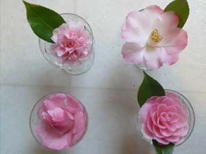 Camellias are starting to bloom.