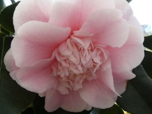 subject_flower_camillia2b