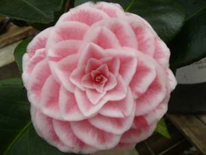 subject_flower_camillia3