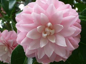 subject_flower_camillia4