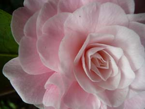 subject_flower_camillia5