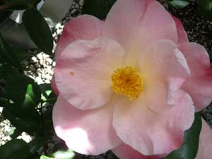 subject_flower_camillia6