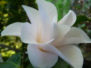 subject_flower_camillia7