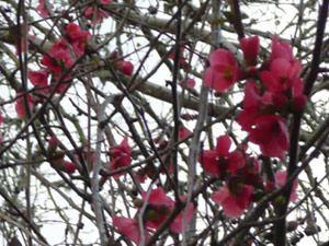 subject3_decorativequinceb