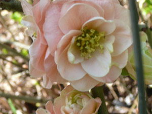 subject3_decorativequinced