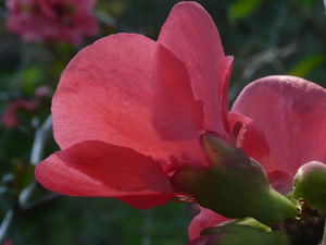 subject3_decorativequincee