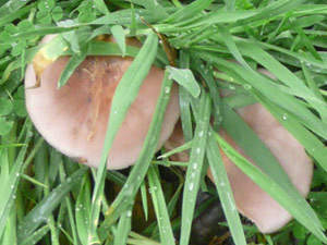 subject4_mushroom