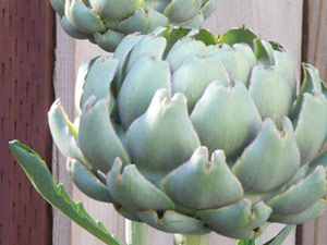 subject5_artichoke_d