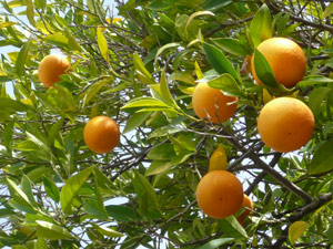 subject5_citrusfair_3