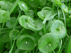 subject6_minerslettus_D