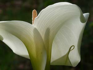 subject7_callalilly_b