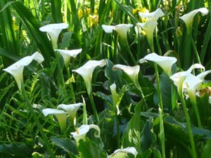 subject7_callalilly_c