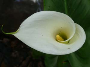 subject7_callalilly_d