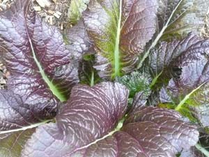 subject7_mustardgreens