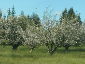 subject10_appleblossom_10