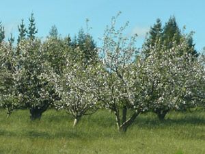 subject10_appleblossom_10