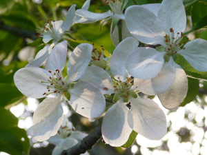 subject10_appleblossom_12