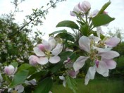 subject10_appleblossom_2