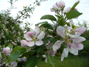 subject10_appleblossom_2