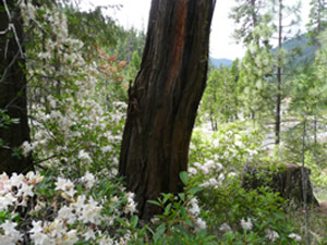 subject8_azalea_place2