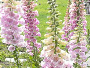 subject12_foxglove_10