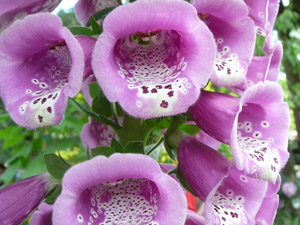 subject12_foxglove_2