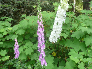 subject12_foxglove_9