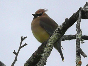 subject14___birds_10