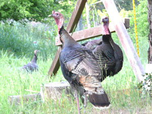 subject14___birds_12