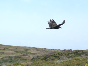 subject14___birds_13