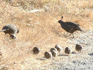 subject14___birds_14