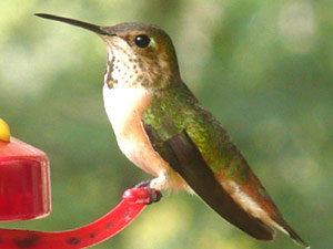 subject14___birds_15