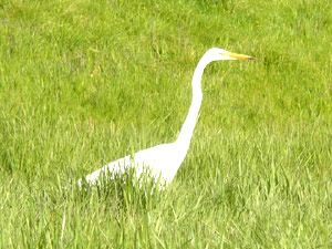 subject14___birds_17