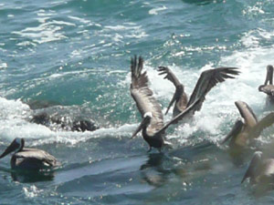 subject14___birds_18