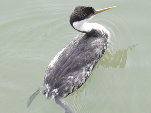 subject14___birds_19