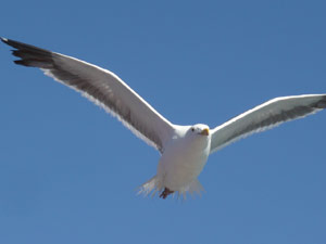 subject14___birds_20