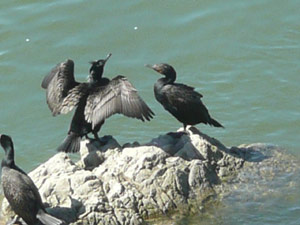 subject14___birds_21