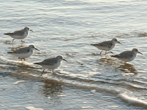 subject14___birds_22