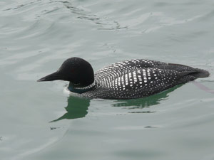 subject14___birds_23