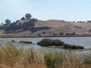 subject14___birds_25