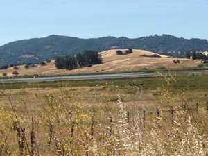 subject14___birds_26