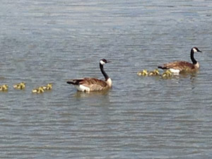 subject14___birds_28