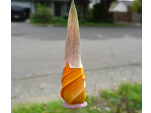 subject14_CApoppy_10