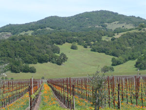 subject14_CApoppy_12