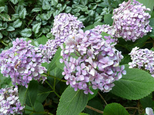 subject15_hydrangea_1