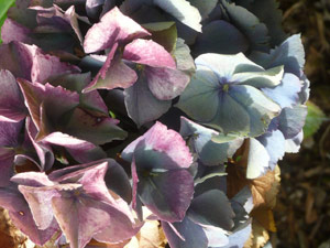 subject15_hydrangea_13
