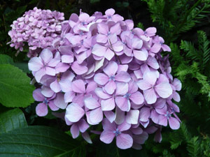 subject15_hydrangea_14