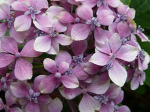 subject15_hydrangea_15