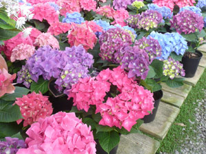 subject15_hydrangea_16