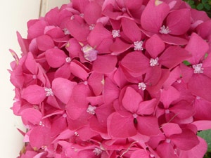 subject15_hydrangea_17